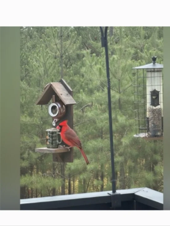 Rustic Wooden Handmade Bird Feeder Hummingbird Teapot - Picture 16 of 16